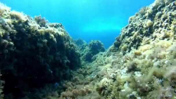 Подводное Плавание Аквалангом Рифе Балеарского Острова — стоковое видео