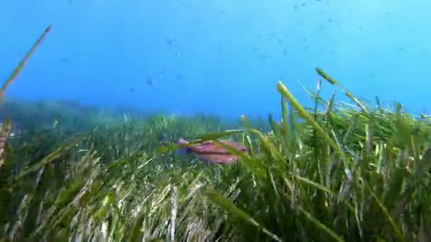 Natur Vatten Färgglada Rev Fisk Simmar Över Grön Posidona Alger — Stockvideo