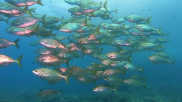 Peces Arrecife Mediterráneo Con Bandas Oro Agua Turbia — Vídeos de Stock