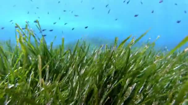 스쿠버 다이빙을 Posidonia Seaweed — 비디오