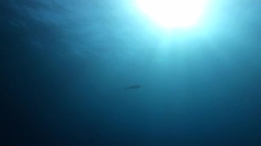 Arka planda su altı sahnesi Amberjack balığı 