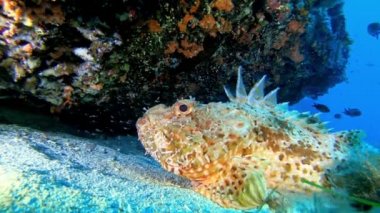 Su altında vahşi yaşam - Deniz yatağında sessiz kırmızı Akdeniz akrep balığı
