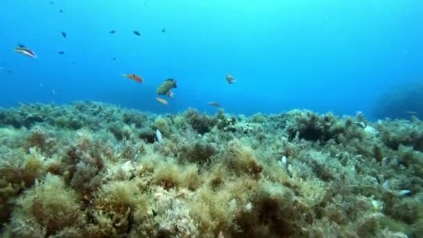 Paisaje Submarino Buceo Sobre Arrecife Marino Mediterráneo — Vídeo de stock