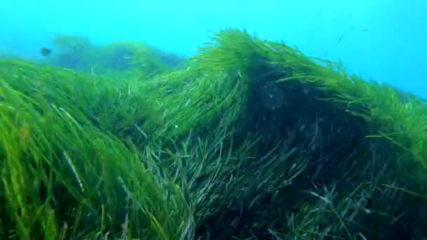 Natur Vatten Havsbotten Naturmiljö — Stockvideo