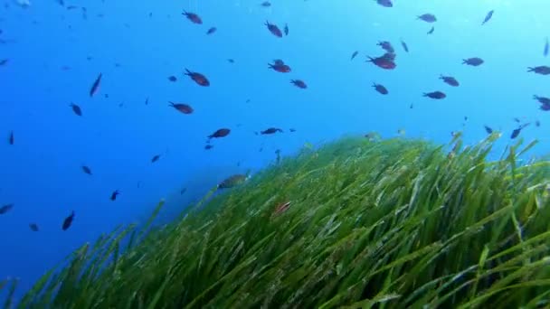 Natura Subacquea Fondali Marini Ambiente Naturale — Video Stock
