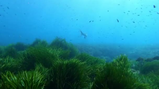 Onderwater Leven Leefvissen Zwemmen Dicht Bij Camera Een Groen Zeewierveld — Stockvideo
