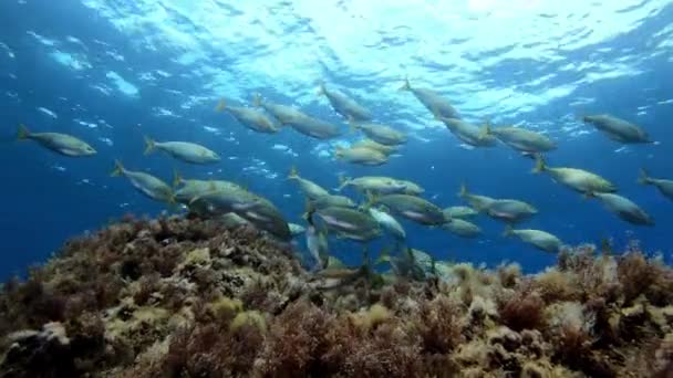 Pesci Bordati Oro Che Nuotano Acque Poco Profonde — Video Stock