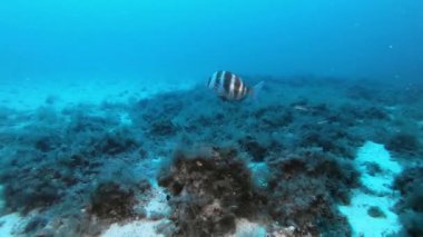 İmparatorluk baligi bulutlu sularda yüzüyor.