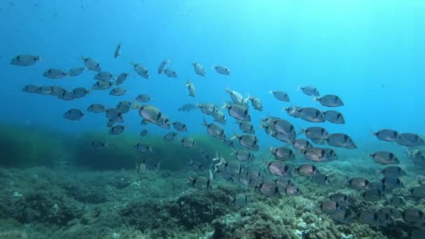 Mar Mediterráneo Bajo Agua Escuela Dos Bandas Peces — Vídeos de Stock