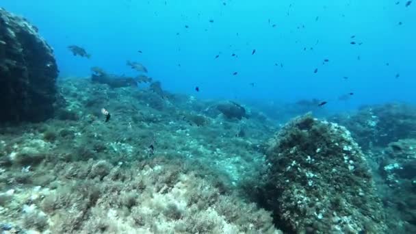 Onderwaterlandschap Duiken Majorca Spanje — Stockvideo