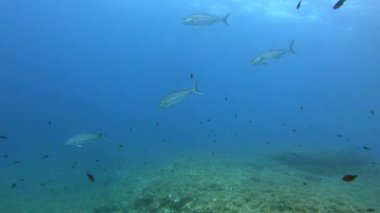 Amberjack bulutlu suda balık tutar