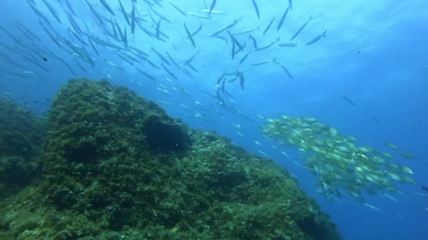 Scène Sous Marine Barracudas Poissons Bagués Méditerranée Plongée Sous Marine — Video