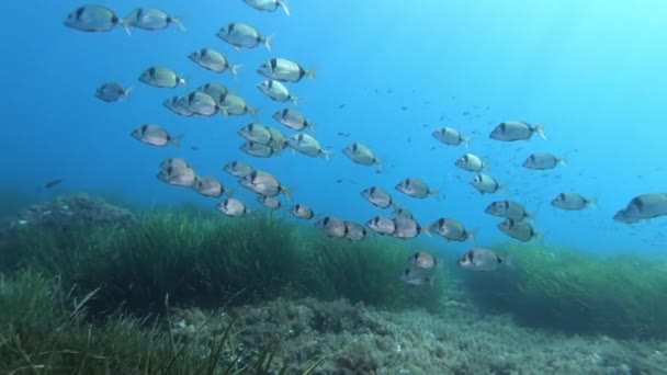 Onderwater Scene Twee Verbandde Brasem Vissen Overheen Een Zeewier Veld — Stockvideo