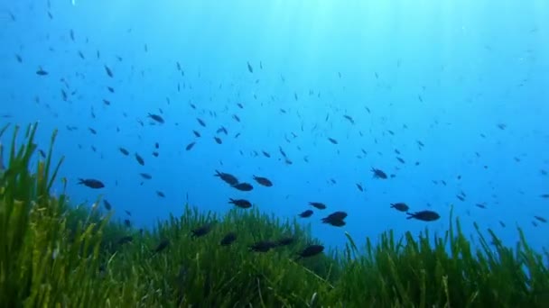 Unterwasserszene Kleine Burgfräulein Und Ein Barrakuda Fisch Schwimmen Flachen Wasser — Stockvideo