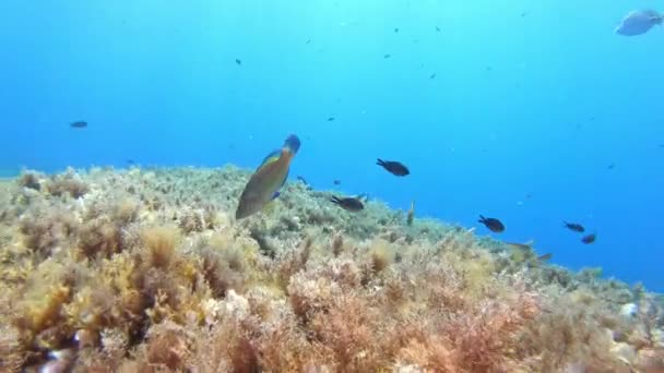 Arrecife Mar Mediterráneo Pescado Busca Comida — Vídeos de Stock