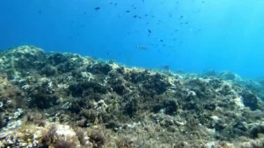 Su altı sahnesi - Akdeniz resifi üzerinde güneş ışınları 