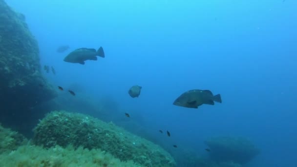 Grouper Vist Een Marien Reservaat Duiken Majorca — Stockvideo