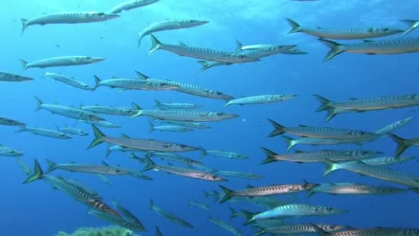 Naturaleza Bajo Agua Barracudas Nadando Aguas Poco Profundas — Vídeo de stock