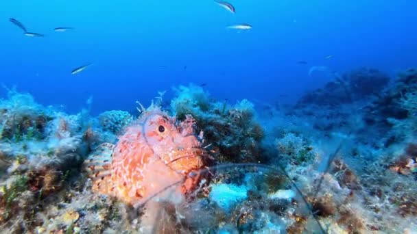 Vida Marina Peces Escorpión Rojo Tranquilos Fondo Marino Buceo Profundo — Vídeo de stock