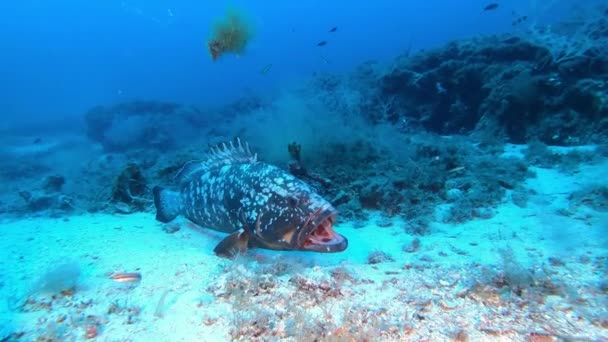 Immersioni Subacquee Profonde Pesce Cernia Che Apre Sua Grande Bocca — Video Stock