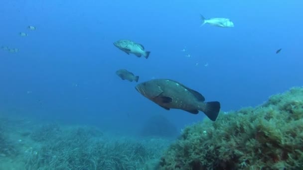 Naturaleza Bajo Agua Grouper Peces Coutship Ritual — Vídeos de Stock