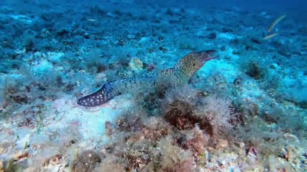 Vida Silvestre Bajo Agua Moray Anguila Nadando Sobre Fondo Del — Vídeos de Stock