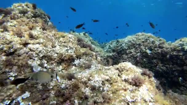 Unterwasserlandschaft Tauchen Auf Mallorca Spanien — Stockvideo