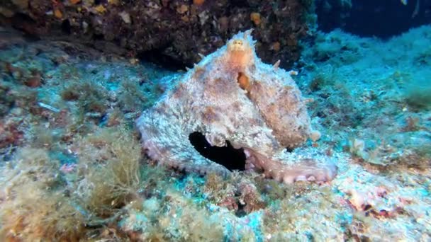 Altındaki Doğa Deniz Tabanındaki Ahtapot Mayorka Spanya Dalış — Stok video