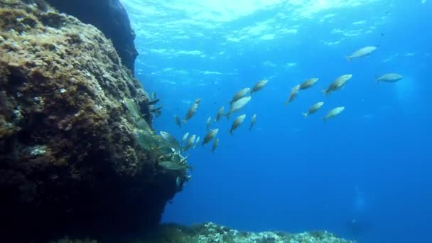 Escena Submarina Salema Peces Nadando Aguas Poco Profundas — Vídeos de Stock