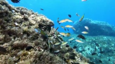 Akdeniz 'de tüplü dalış - Kameraya yakın yüzen renkli balıklar