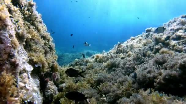 Pov Buceo Arrecife Del Mar Mediterráneo — Vídeos de Stock