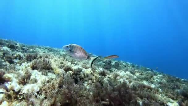 Scène Sous Marine Poisson Brème Dans Récif Méditerranéen — Video