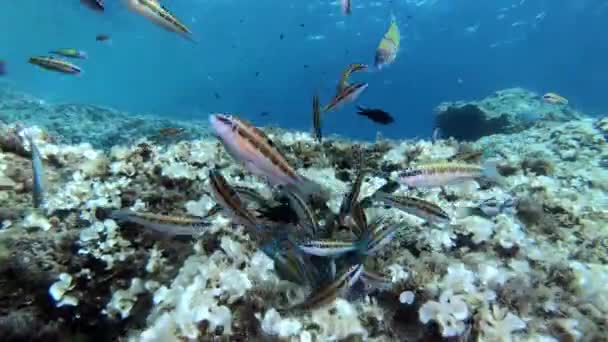 Kleine Bunte Fische Der Nähe Der Kamera — Stockvideo