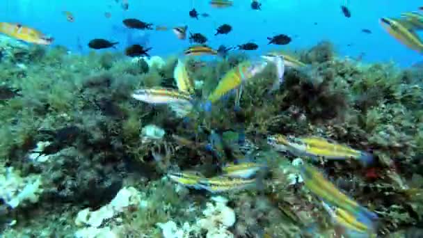 Duiken Middellandse Zee Kleurrijke Vissen Zwemmen Dicht Bij Camera — Stockvideo