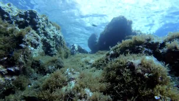 Paisaje Submarino Vista Del Arrecife Del Mar Mediterráneo — Vídeo de stock