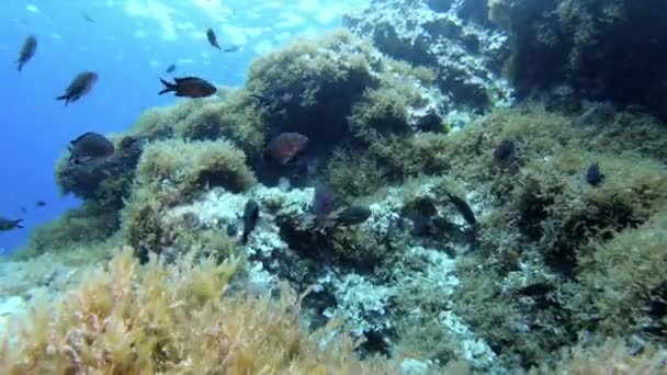 Mediterranean Sea Reef Underwater Scuba Diving Majorca Spain — Stock Video