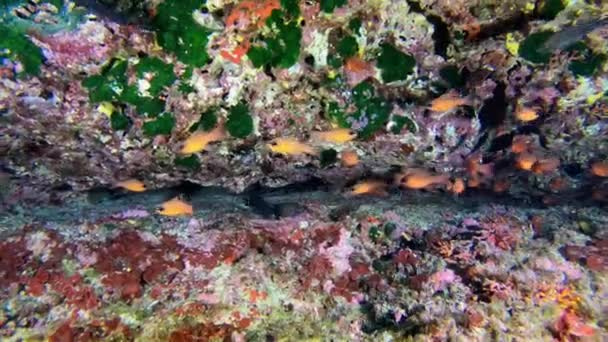 Escena Submarina Pequeños Peces Arrecife Rojo Mediterraean — Vídeo de stock