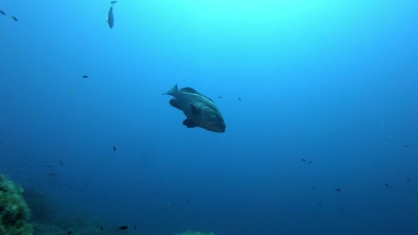 Peces Bajo Agua Mero Solo Nadando Agua Mar Azul Oscuro — Vídeo de stock