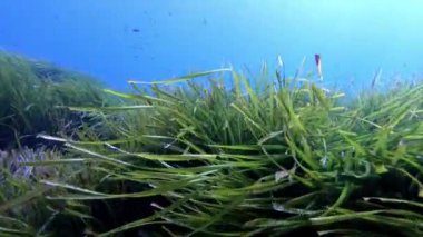 Bir Posidonia deniz yosununun üzerinde dalış.