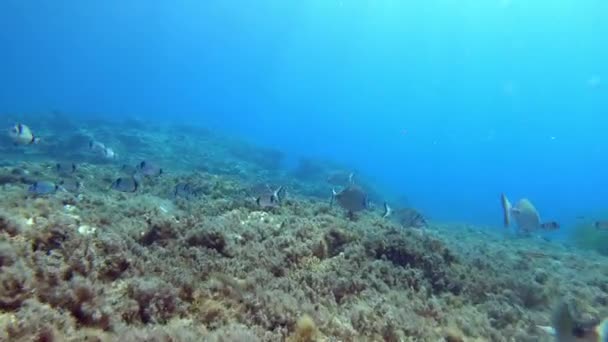 Vista Arrecife Del Mar Mediterráneo — Vídeo de stock