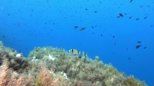 Peces Arrecife Escena Submarina Agua Azul Limpia — Vídeo de stock