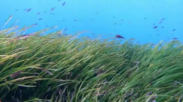 Por Scuba Dalışı Yeşil Bir Posidonia Deniz Yatağının Üzerinde — Stok video