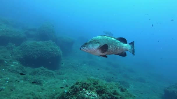 Gruppfiskar Och Gulbandad Fisk Medelhavet — Stockvideo