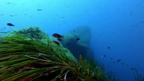 Paisaje Submarino Buceo Mallorca España — Vídeos de Stock