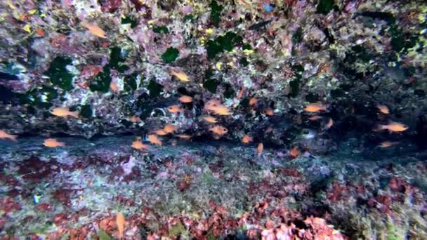 Pequenos Peixes Vermelhos Recife Colorido Mergulho Majorcal — Vídeo de Stock