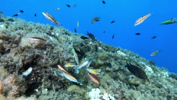 Piccola Barriera Corallina Colorata Pesci Vicino Alla Fotocamera — Video Stock