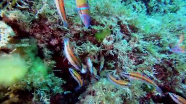 Kameraya yakın küçük resif balıkları