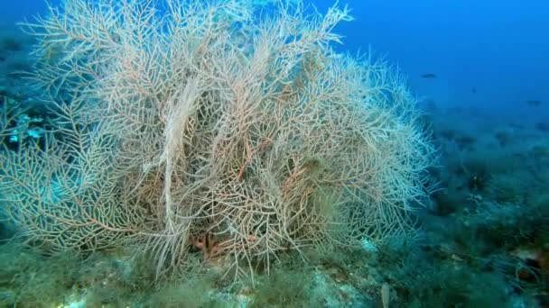 Naturaleza Submarina Del Mar Mediterráneo Gofgonian Fondo Marino Profundo — Vídeo de stock