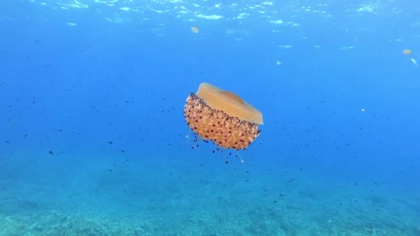 Mediterranean Sea Underwater Life Jellyfish Clean Blue Water Scuba Diving — Stock Video