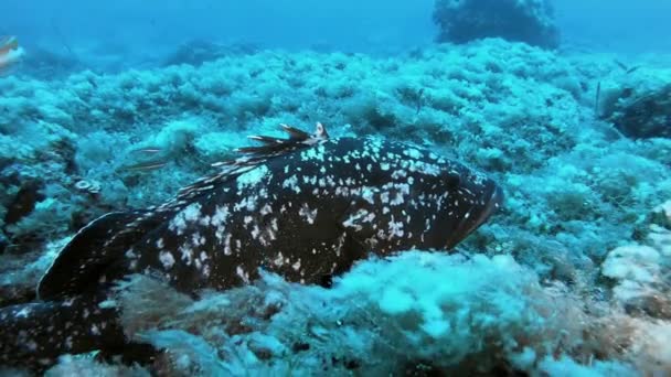 Stor Grouper Fisk Mörkblått Vatten Medelhavet Undervattens — Stockvideo